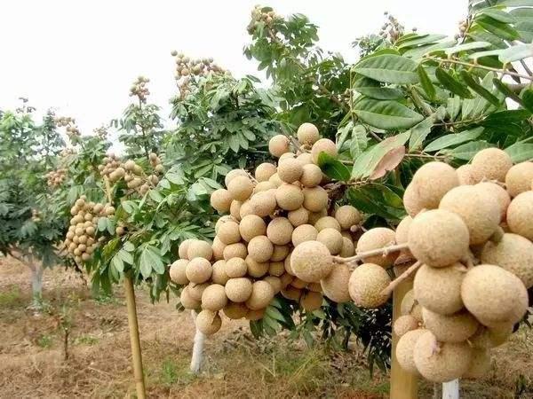 又一农产品滞销种植户卖不动消费者不买单农民直言亏钱