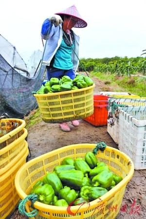 饶平农户冒严寒抢收农作物(图)广州日报讯(记者陈家源通讯员余秋松