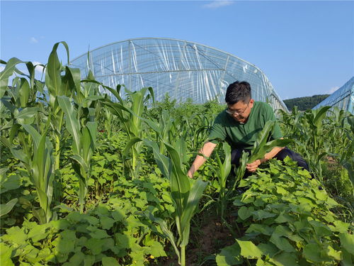 保护黑土 守好粮仓 来自东北 黄金玉米带 的田野新观察凤凰网吉林 凤凰网