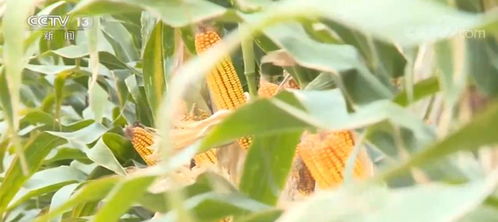 玉米密植高产示范田最高亩产达1663.25公斤 刷新玉米亩产全国纪录