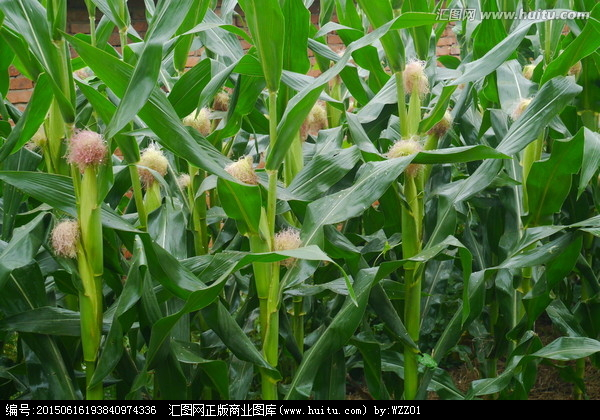 玉米种植,农作物,植物花草,摄影,汇图网www.huitu.com