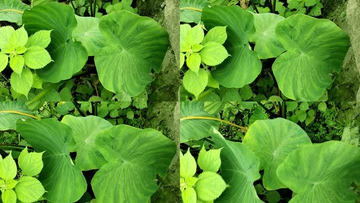 农民种植香芋农产品