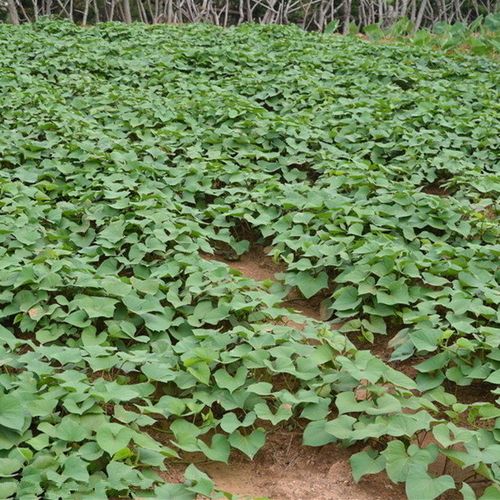 红薯新鲜番薯地瓜农家自种黄心山芋农产品蔬菜新鲜小香薯500克