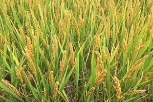 转基因大国作物应用率已饱和 中国仍无放开时间表