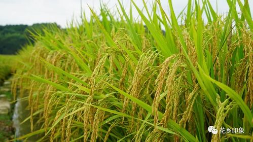 玉米地轮种旱稻 增产增收效益高