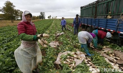 价格跌至一毛钱,堆成山没法卖,种植户直言:又要跟去年一样?