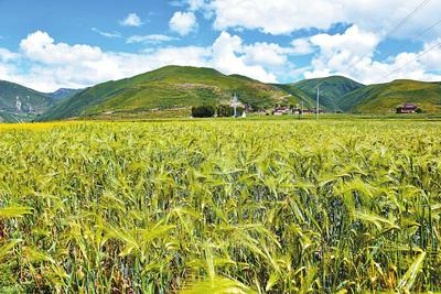 品种改良、规范种植、产品开发 一粒小青稞 托起农牧民致富大产业