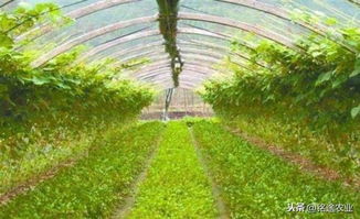 铭途农业 大棚内持续整年种植作物的经验方法,收入翻倍不是问题