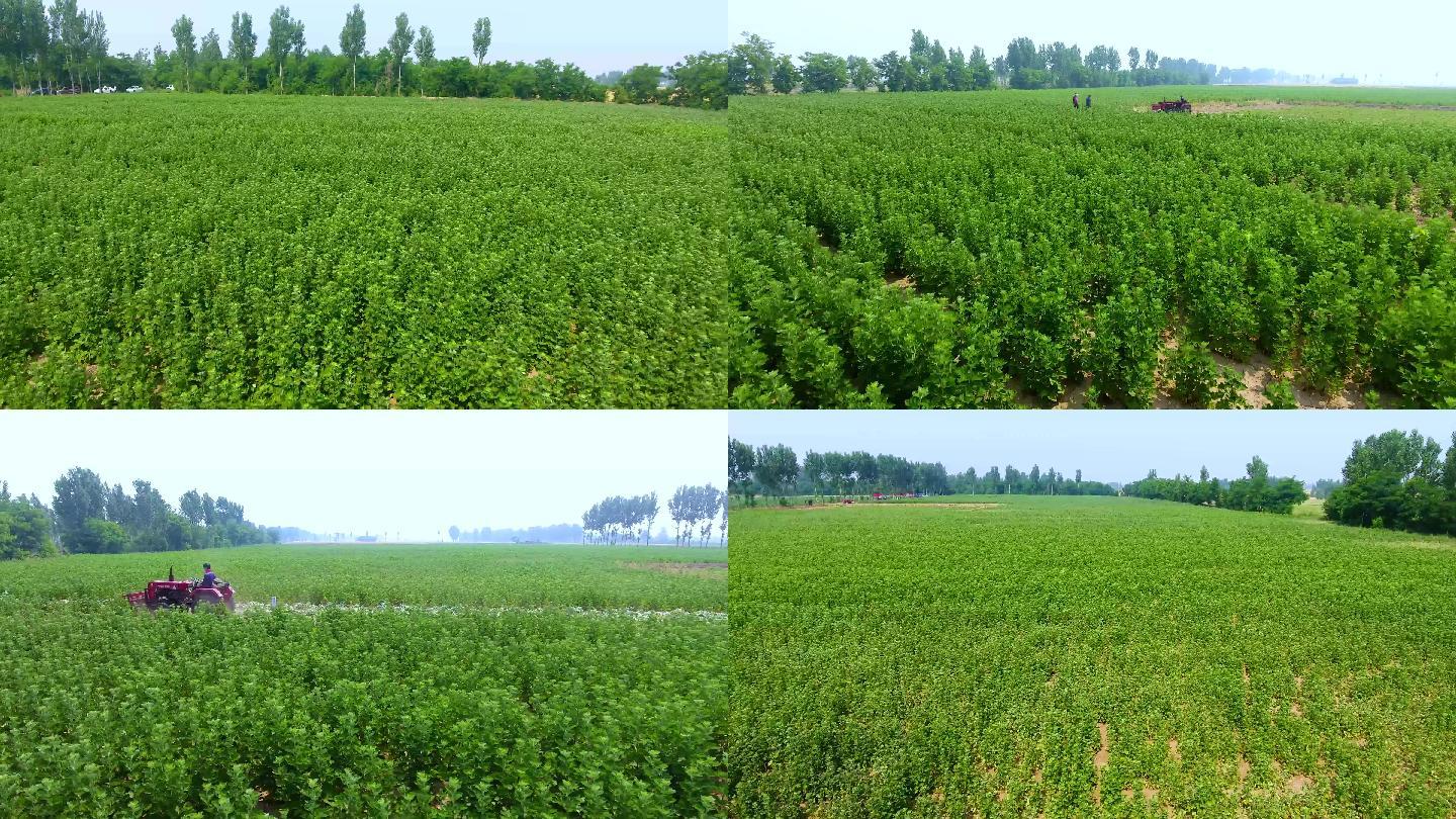 航拍艾草种植基地