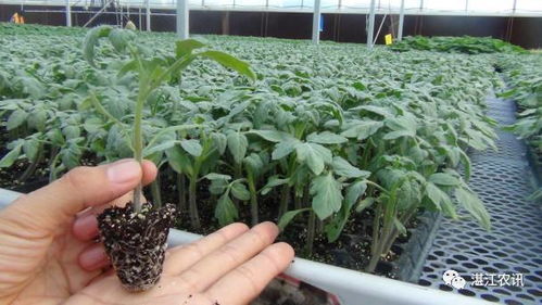 番茄青枯病的症状及防治措施