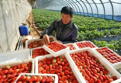 自然资源部、农业农村部:加大设施农业用地支持力度