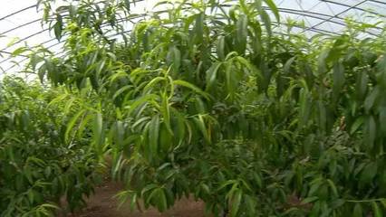 黑龙江垦区:争当农业现代化建设排头兵