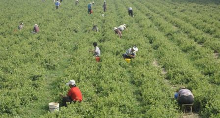 农村常见的植物,一大袋才售价50元,为啥却惹来农民的争相种植