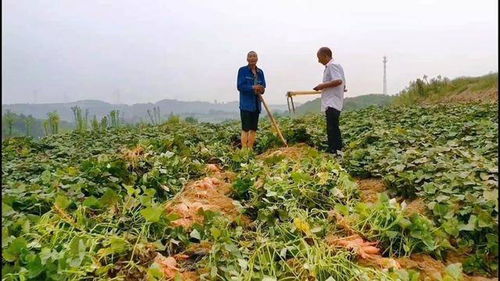 仓头乡赵竹园柿树沟万亩烟薯,紫薯,板栗薯喜获丰收 三农 优质农产品 乡村振兴 农业种植