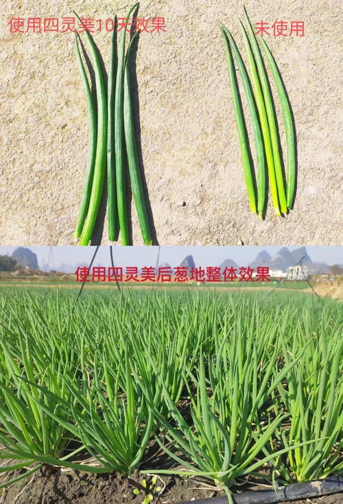 亚农 四灵美 中微量元素肥料又一个 利器