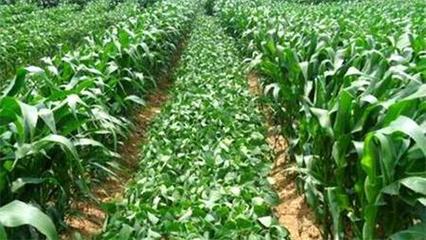 德州大豆玉米带状复合种植已落实36万亩