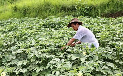 曾是致富农作物,如今大片种植后却无人收购,网友过于夸大