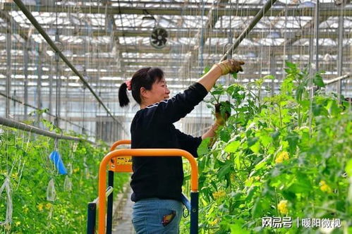 自媒体人走进南和,从小宠物食品做出百亿产值到现代化农业产品