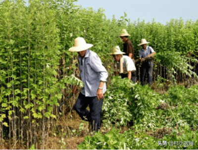 农村致富树选择,种植什么作物更有利可图?