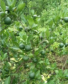 pohua牌 光合液宝,改善农作物栽培种植的新利器