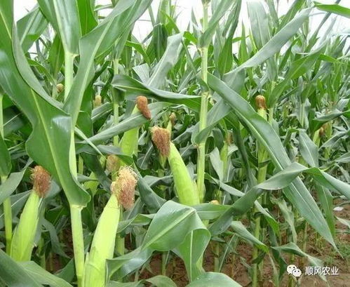 多种作物 多种病虫害防治方案大全