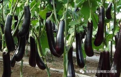 【种植宝典】8种常见作物的掐尖和打杈介绍