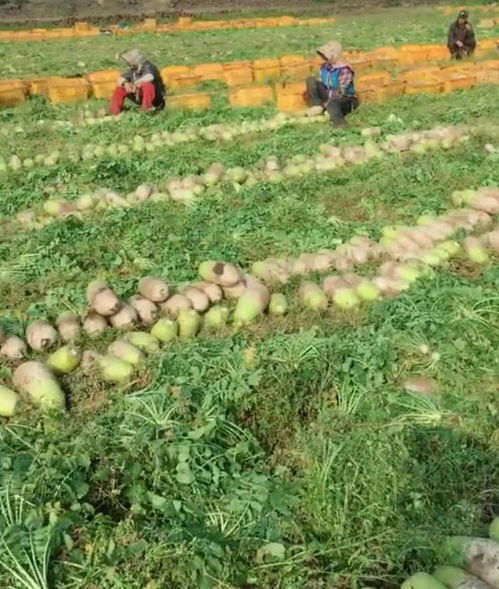 农民种植传统的农作物,一斤卖一元,亩产万斤,年赚几十万 网易订阅