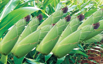 在春天里,农民有哪些作物要种植呢?