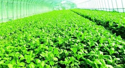 【深度剖析】对有机农业最大的误解:就是不用肥料、不打药