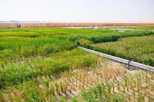 中国又一逆天发明,在沙漠里种水稻,又在全世界秀了一波