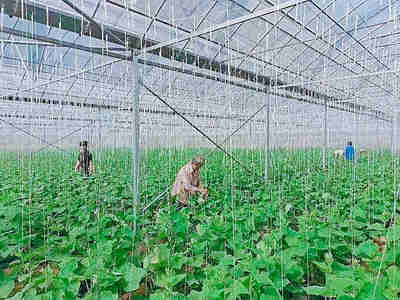 建德:生态产业助力乡村共富