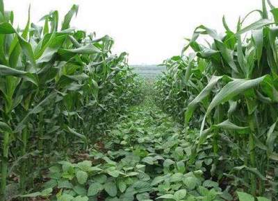 玉米套种大豆新种植模式,亩产量大增,农民可年增收40余万