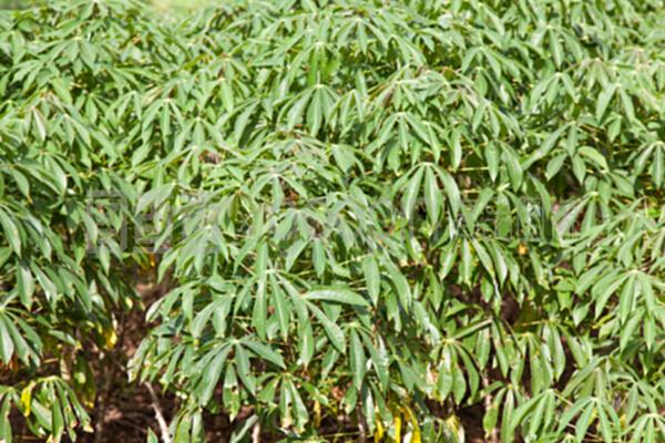 木薯树