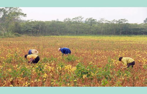 榜样先锋,澎湃力量 广东俩兵商联手促成亿元农产品产销精准对接