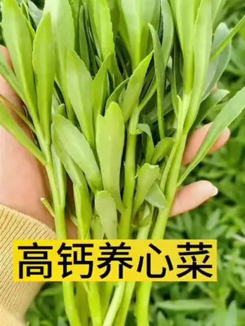 富含丰富钙元素的 养心菜,好吃又好养, 多年生草本,种一次年年有吃不完的菜 农业种植 优质农产品 蔬菜种子