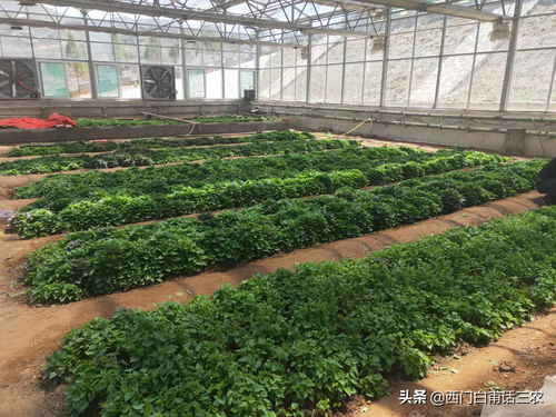 谷雨种什么最好 今日头条