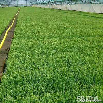 哈尔滨香料原料