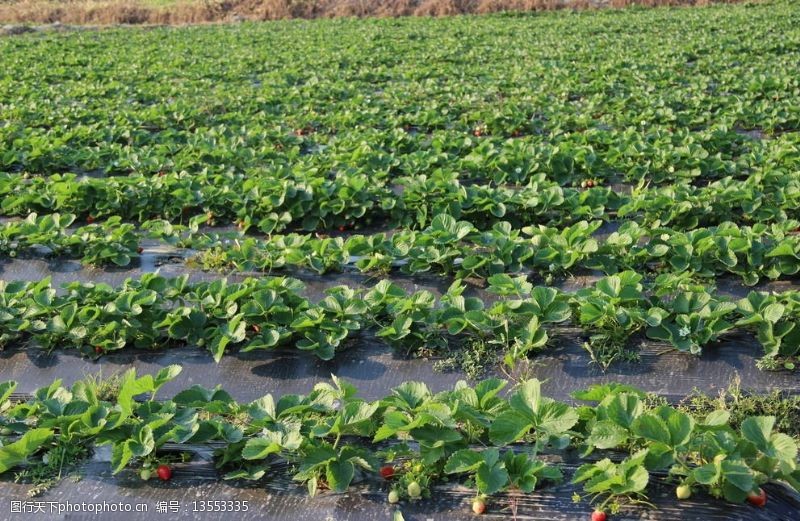 草莓种植基地图片素材