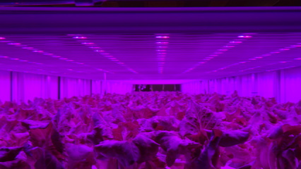 飞利浦GreenPower LED助力日本Prime Delica生产更健康、安全的作物