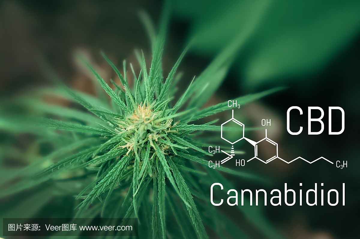 医用大麻和大麻二酚CBD油的化学配方。种植高质量的大麻产品。为治疗目的使用大麻油的概念