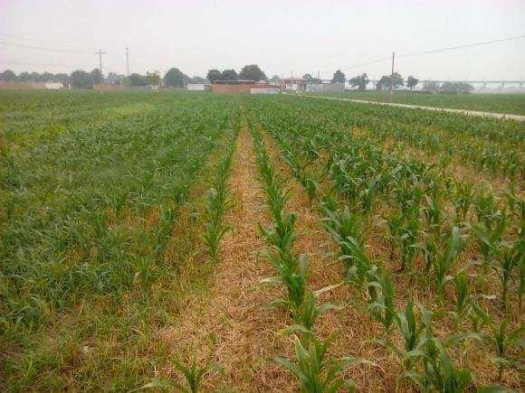 农作物除草剂玉米地用什么除草剂最好?