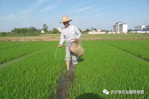 总怕肥不够 其实 肥害 更要命 最全的肥害知识都在这里
