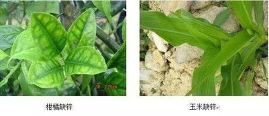 作物12种最常见缺素症 咋辨 咋治全懂了