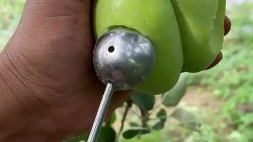使用农产品嫁接技术,培育出来的牛奶苹果,味道和销量还是非常可观的