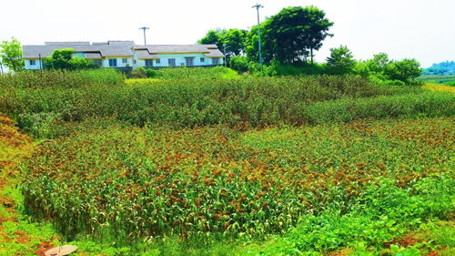订单种植 保价收购 沿滩区万亩高粱绘就灿烂 丰 景