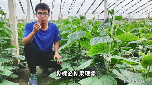 作物控旺三种方式及其原理分析 附微新生物元素控旺方案