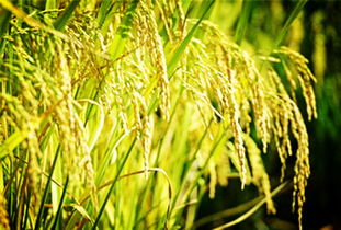 山西省 粮食作物种植结构被优化