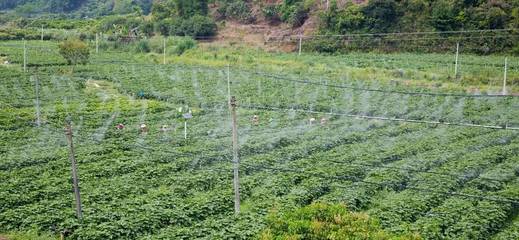 一个智慧农业项目竟牵动国际关注,大气候农业迎新加坡国家考察团调研