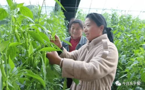 满满 她力量 点赞东平巾帼创业致富带头人