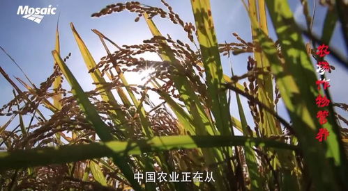 可持续发展的农场作物营养